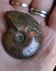 Opalized ammonite fossil 3 new