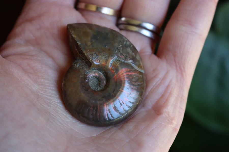 Opalized ammonite fossil 3 new