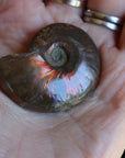 Opalized ammonite fossil 3 new