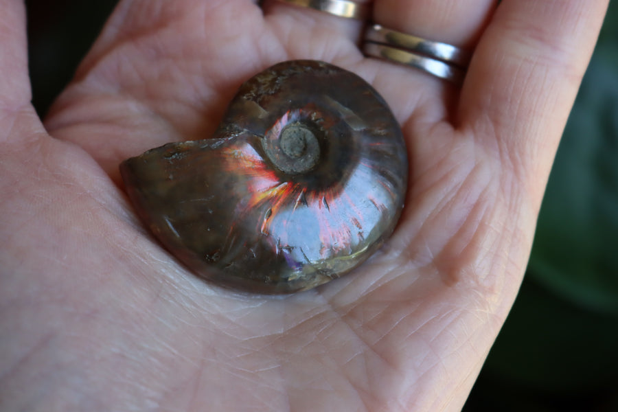 Opalized ammonite fossil 3 new