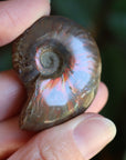 Opalized ammonite fossil 3 new