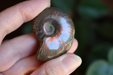 Opalized ammonite fossil 3 new