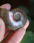 Opalized ammonite fossil 3 new