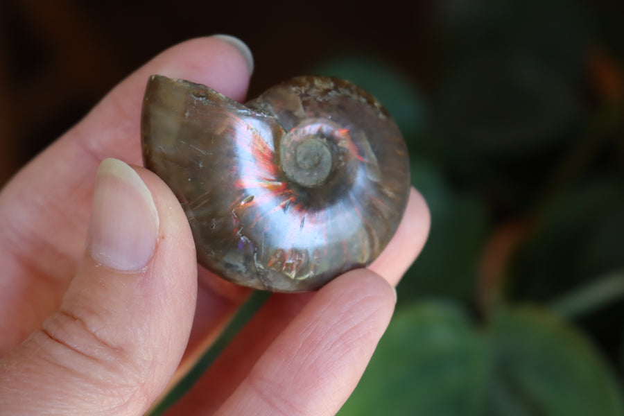 Opalized ammonite fossil 3 new