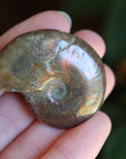 Opalized ammonite fossil 3 new