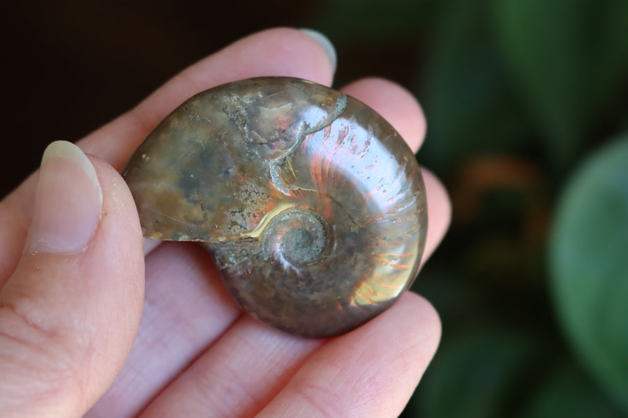 Opalized ammonite fossil 3 new