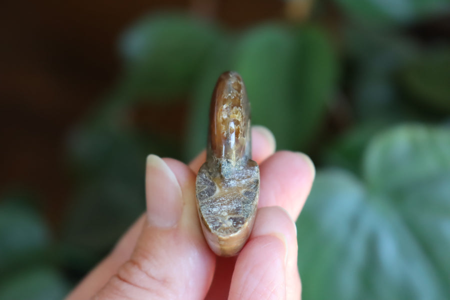 Opalized ammonite fossil 3 new