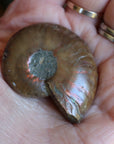 Opalized ammonite fossil 5 new