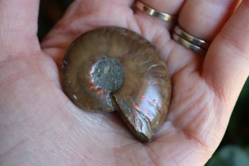 Opalized ammonite fossil 5 new