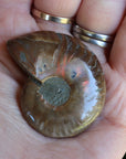 Opalized ammonite fossil 5 new