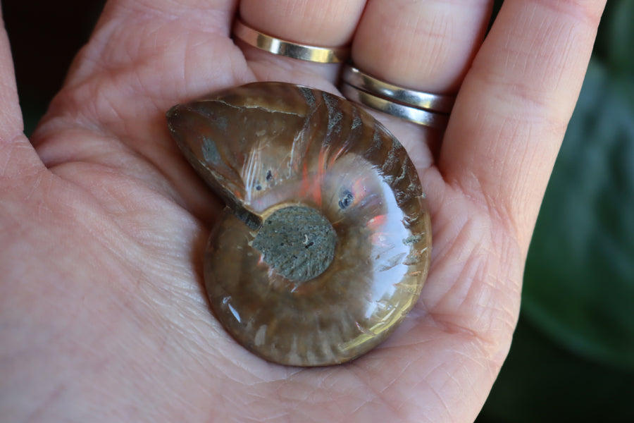 Opalized ammonite fossil 5 new