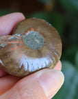 Opalized ammonite fossil 5 new