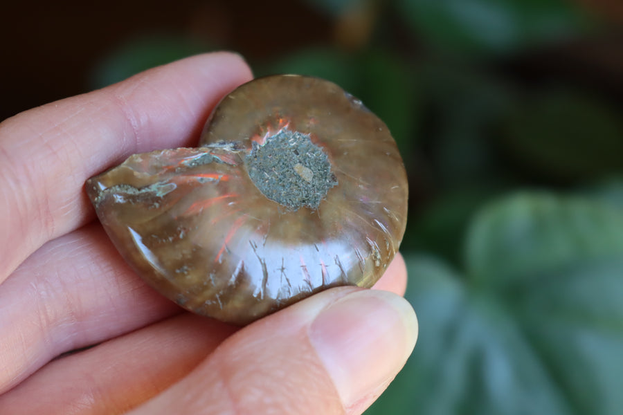 Opalized ammonite fossil 5 new