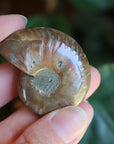 Opalized ammonite fossil 5 new