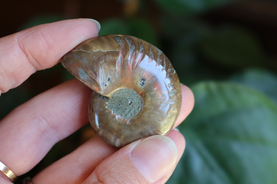 Opalized ammonite fossil 5 new