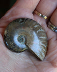 Opalized ammonite fossil 6 new