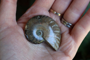 Opalized ammonite fossil 6 new