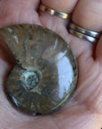 Opalized ammonite fossil 6 new