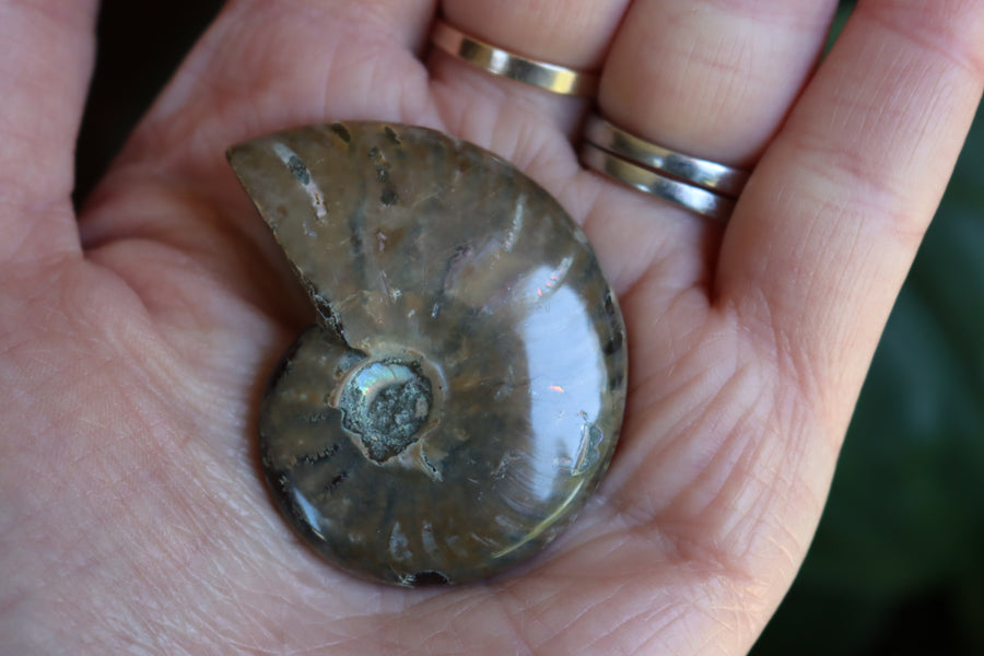 Opalized ammonite fossil 6 new