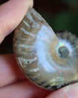 Opalized ammonite fossil 6 new