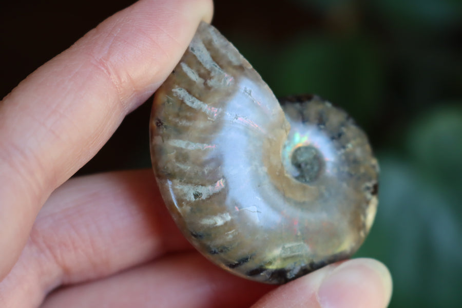 Opalized ammonite fossil 6 new