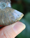 Opalized ammonite fossil 6 new