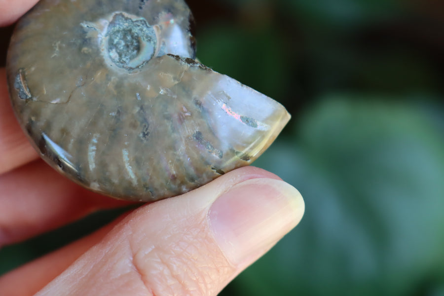 Opalized ammonite fossil 6 new