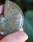 Opalized ammonite fossil 6 new