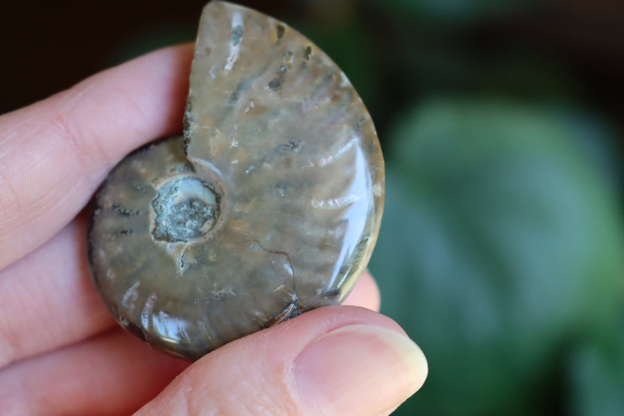 Opalized ammonite fossil 6 new