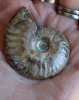 Opalized ammonite fossil 7 new