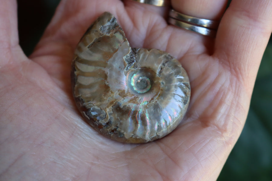 Opalized ammonite fossil 7 new