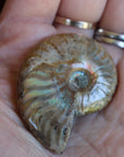 Opalized ammonite fossil 7 new