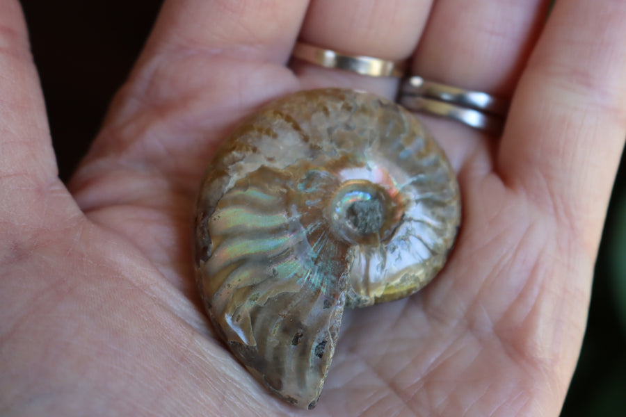 Opalized ammonite fossil 7 new