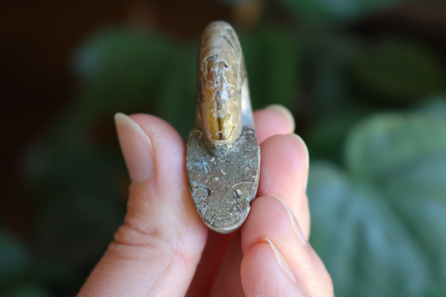 Opalized ammonite fossil 7 new