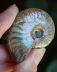 Opalized ammonite fossil 7 new