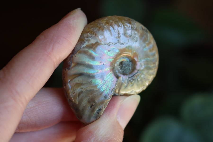 Opalized ammonite fossil 7 new