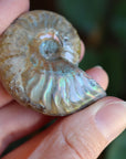 Opalized ammonite fossil 7 new