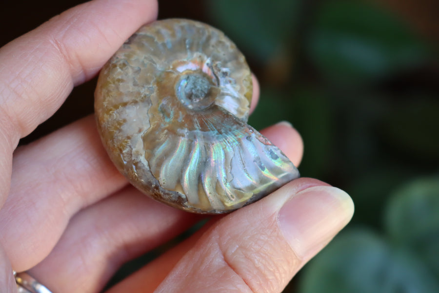 Opalized ammonite fossil 7 new