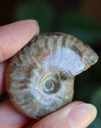 Opalized ammonite fossil 7 new