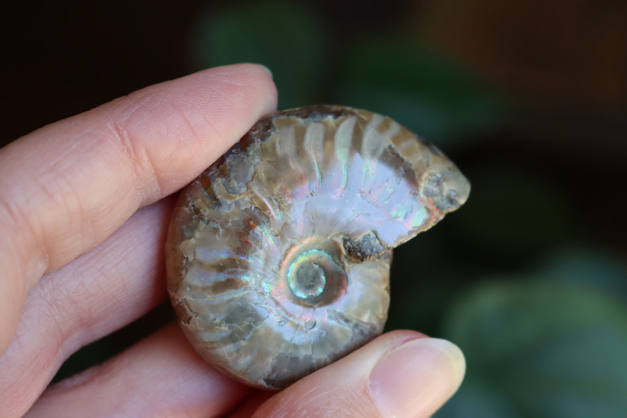 Opalized ammonite fossil 7 new