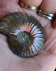 Opalized ammonite fossil 8 new