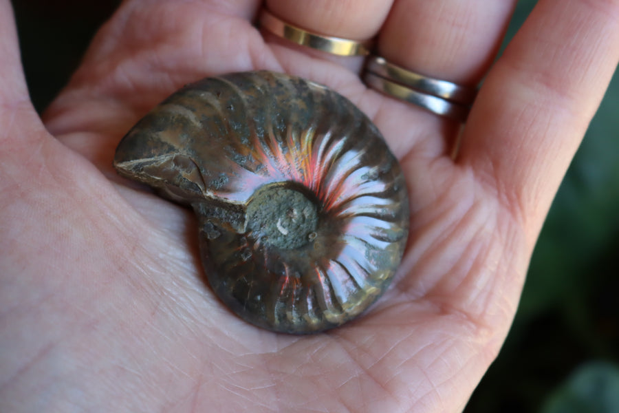 Opalized ammonite fossil 8 new