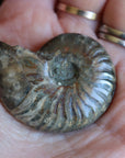 Opalized ammonite fossil 8 new