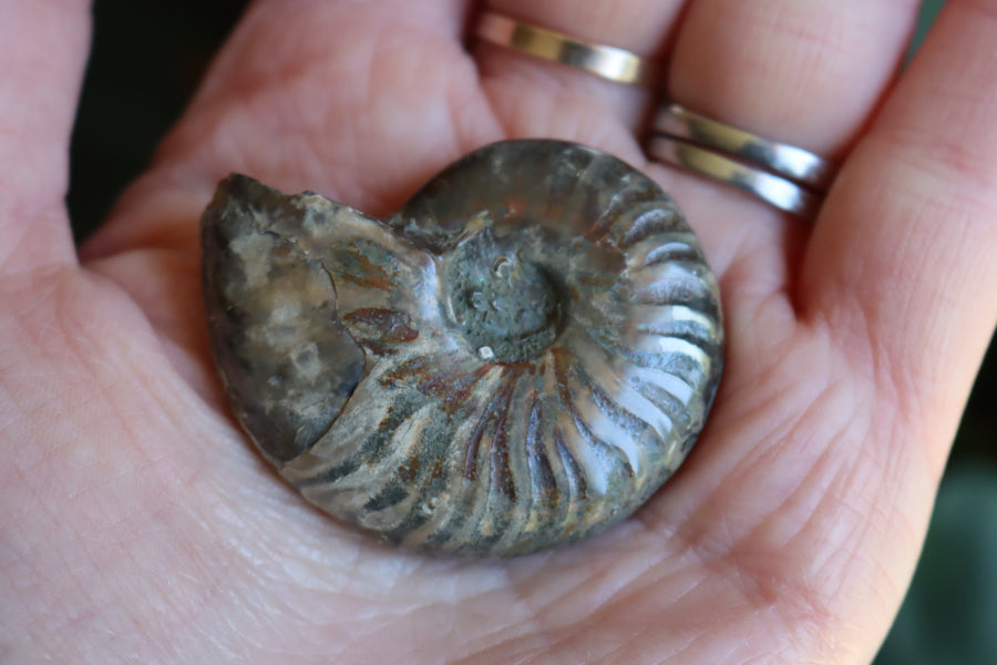 Opalized ammonite fossil 8 new