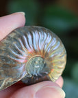 Opalized ammonite fossil 8 new