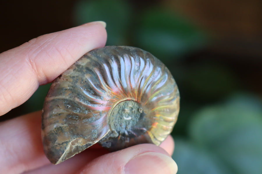 Opalized ammonite fossil 8 new