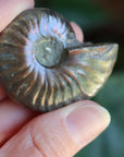 Opalized ammonite fossil 8 new