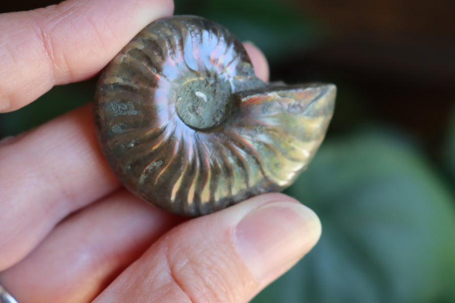 Opalized ammonite fossil 8 new