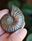 Opalized ammonite fossil 8 new