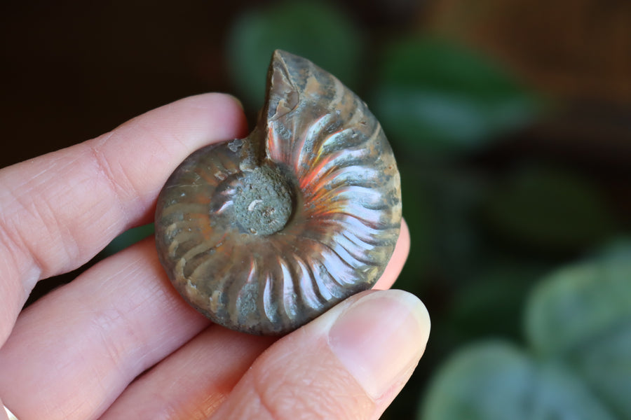 Opalized ammonite fossil 8 new